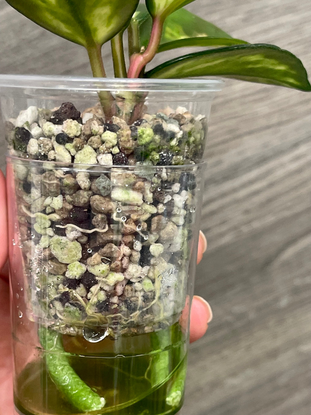 Hoya Madara Green Edge B
