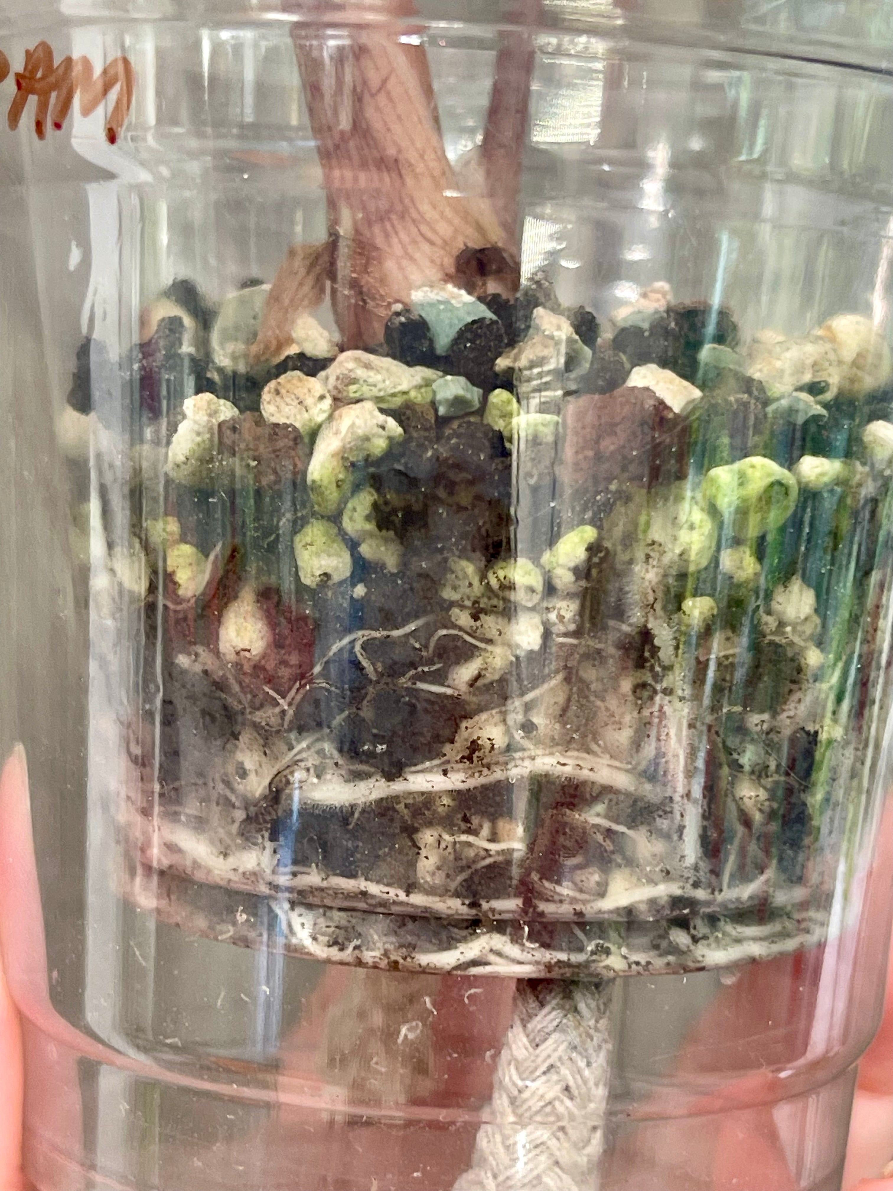 Alocasia Polly Pink Albo Mint A