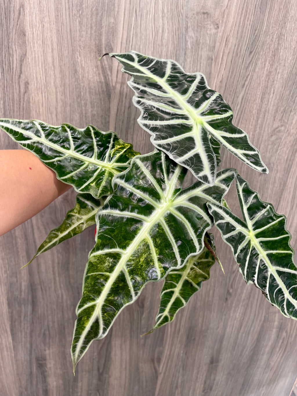 Alocasia Polly Aurea Splash