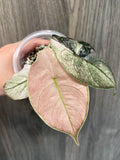 Alocasia Azlanii Pink Mint A