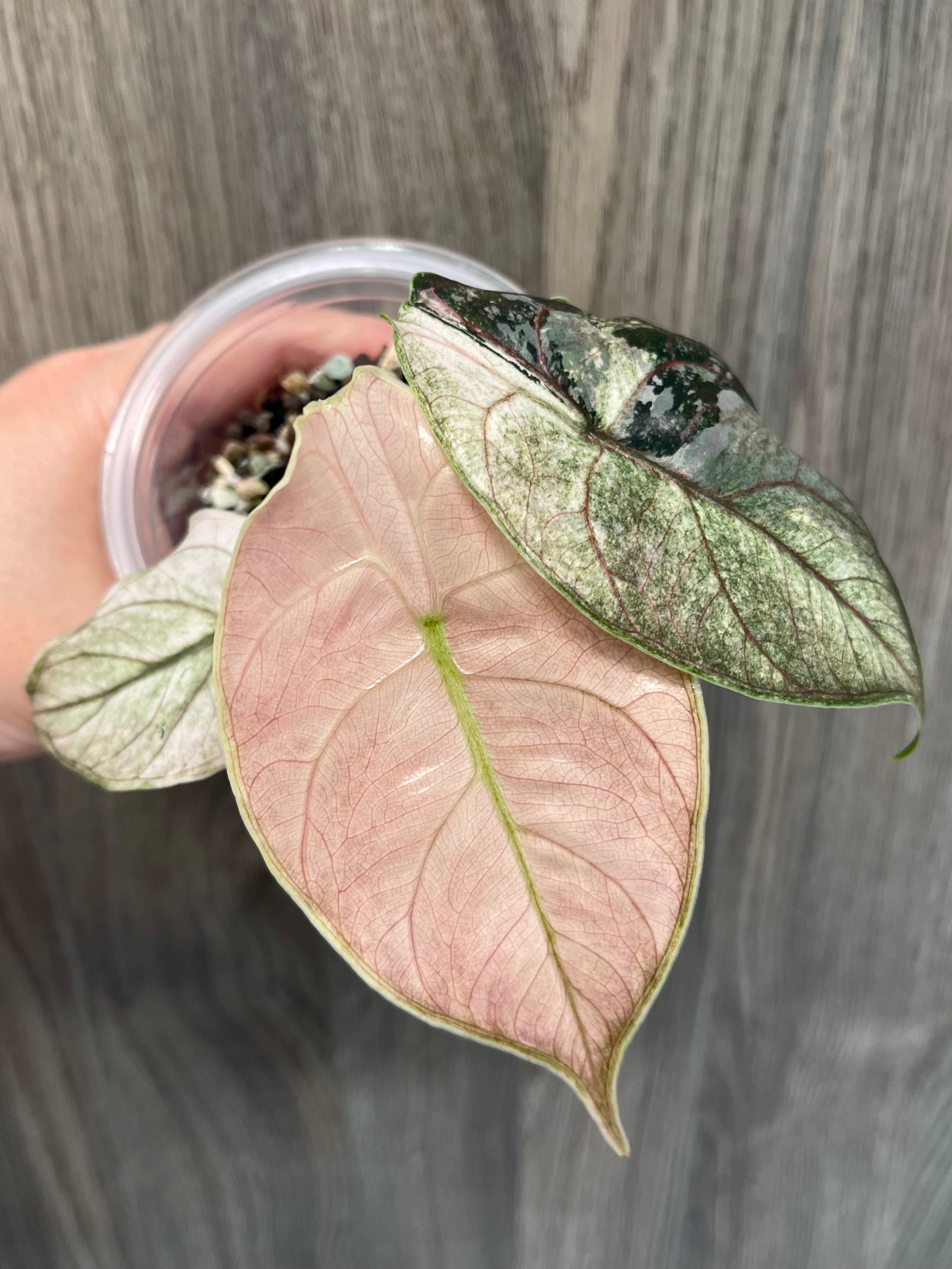 Alocasia Azlanii Pink Mint A