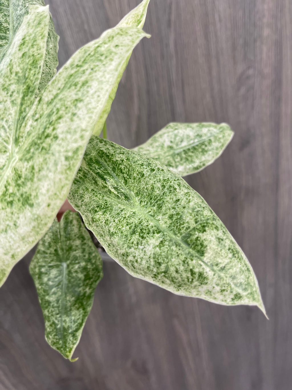 Alocasia Longiloba Mint Marble