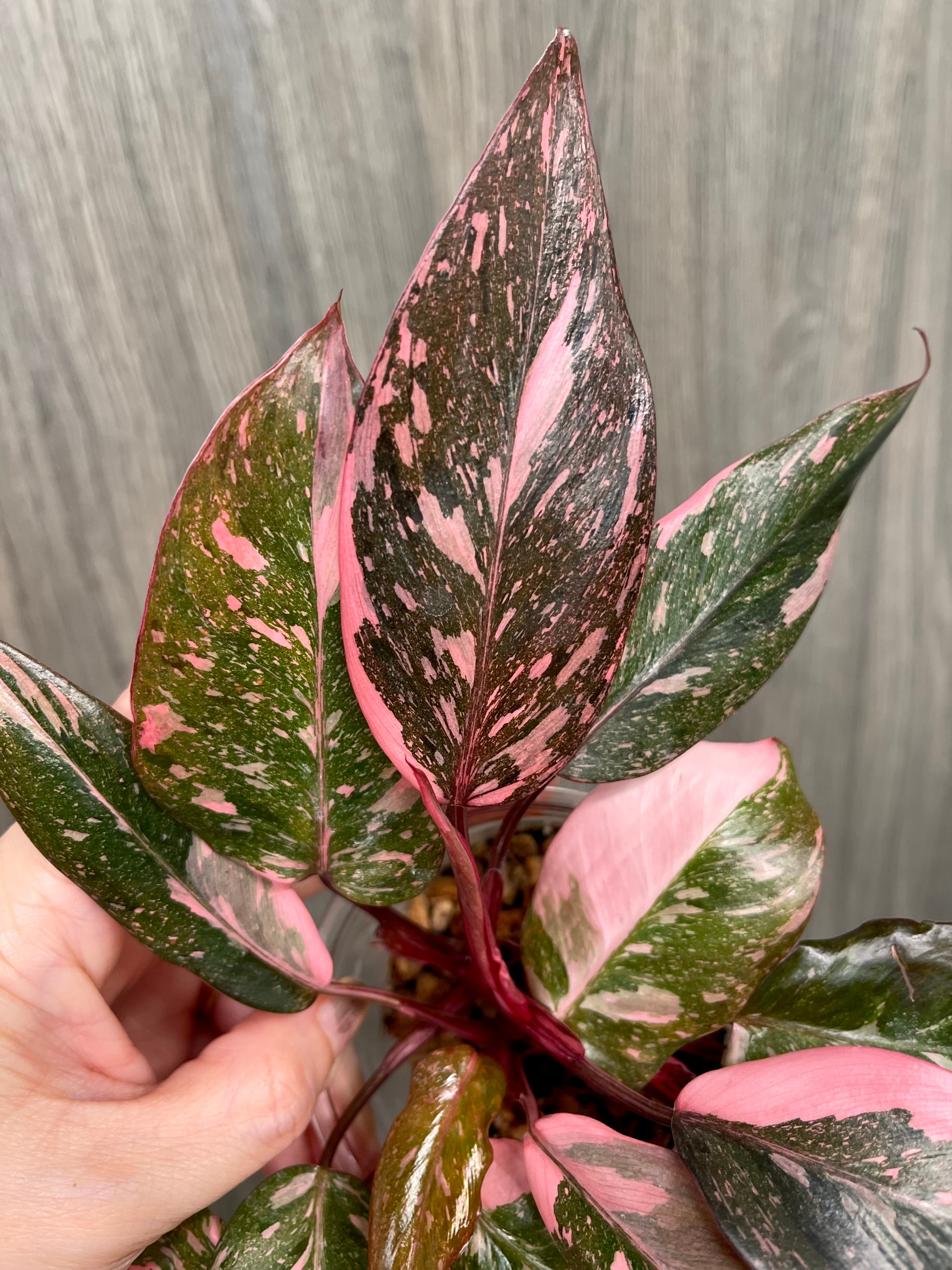 Philodendron Pink Princess Galaxy