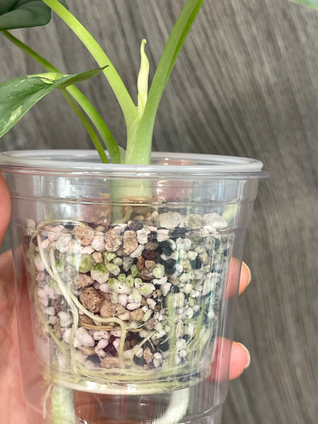 Alocasia Silver Dragon Variegated
