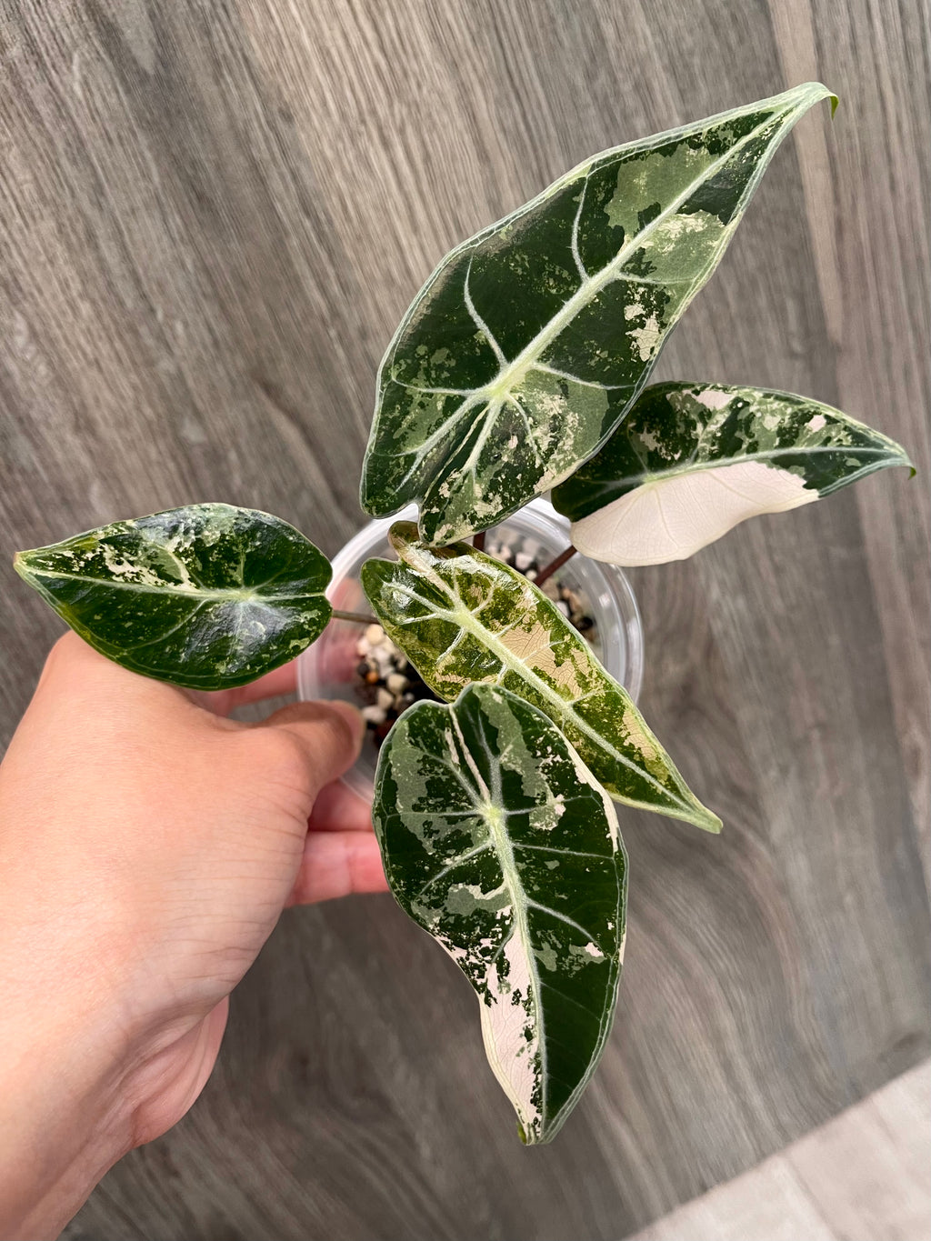 Alocasia Grandis Pink