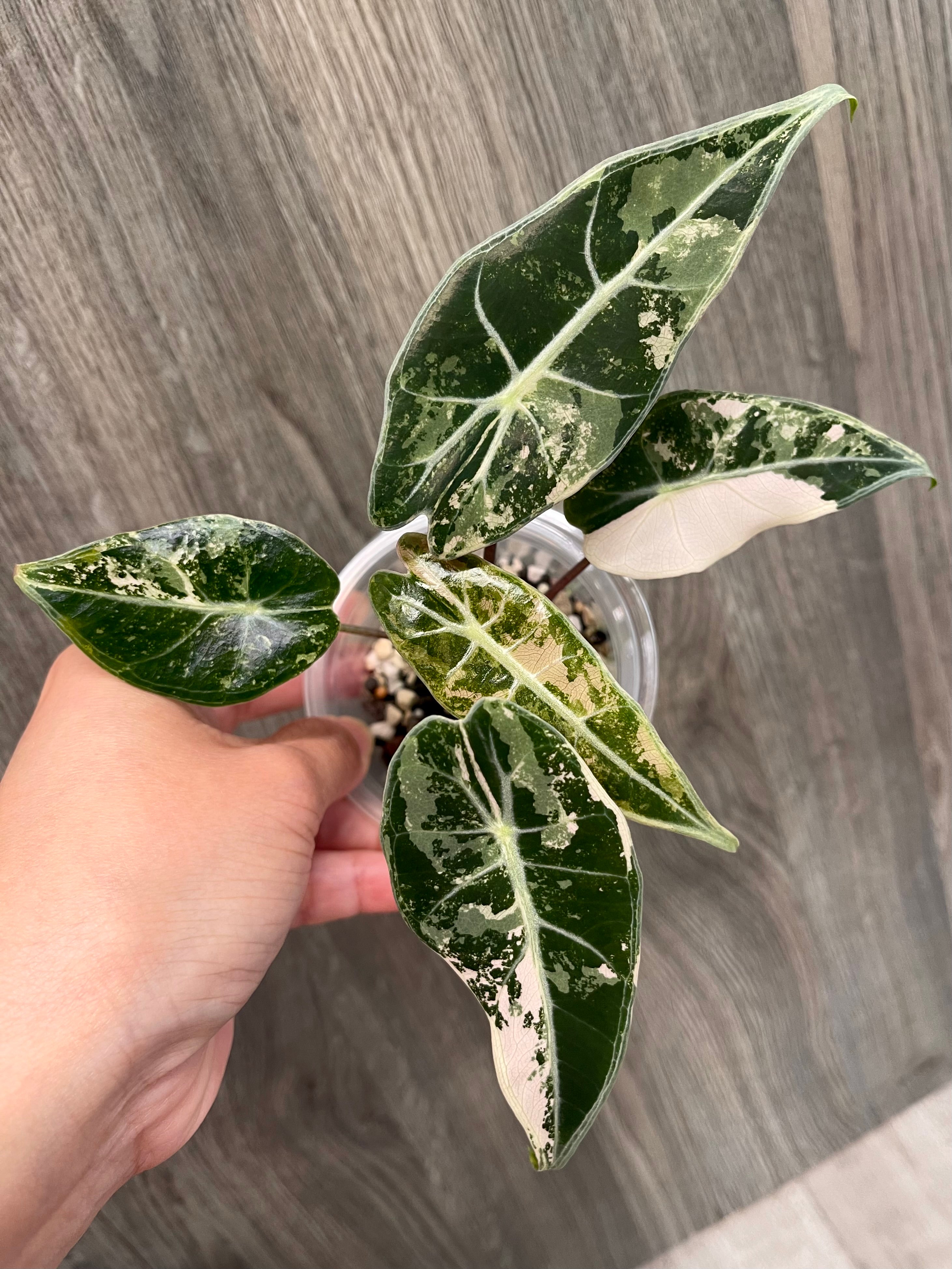Alocasia Grandis Pink