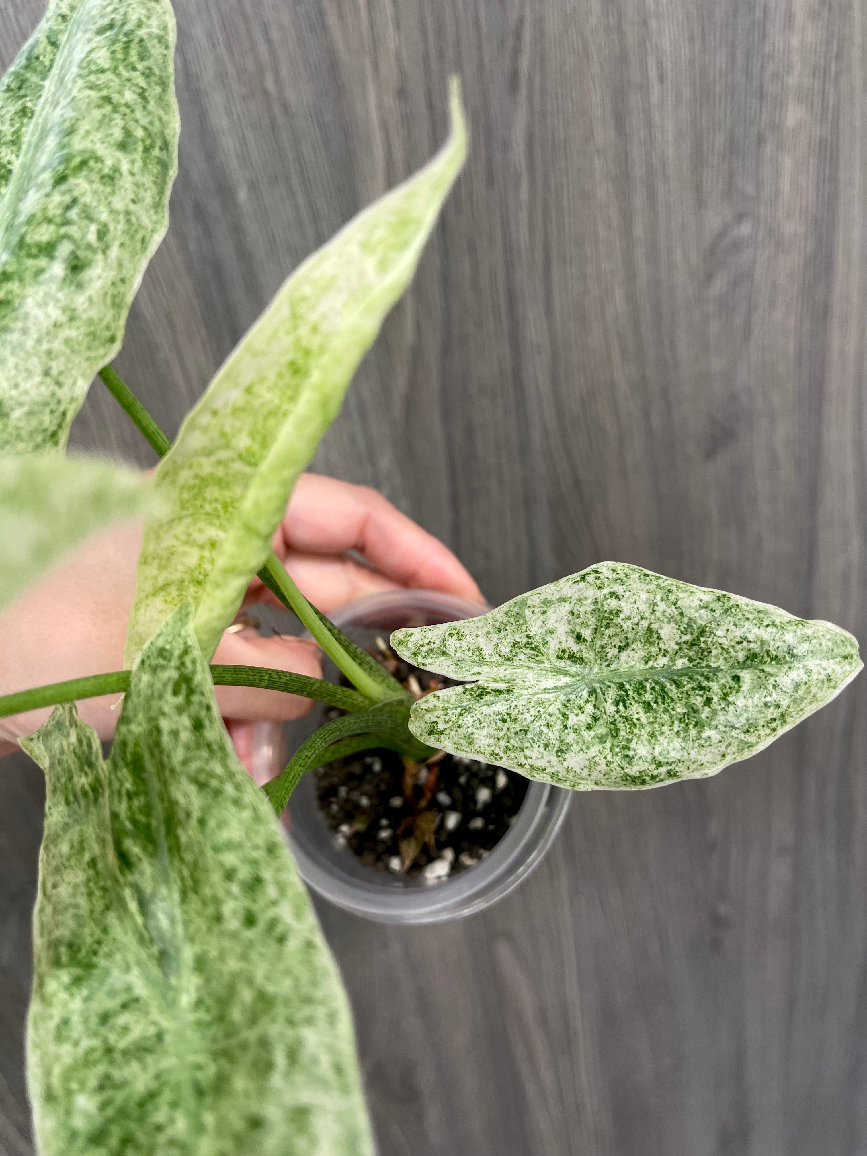 Alocasia Longiloba Mint Marble