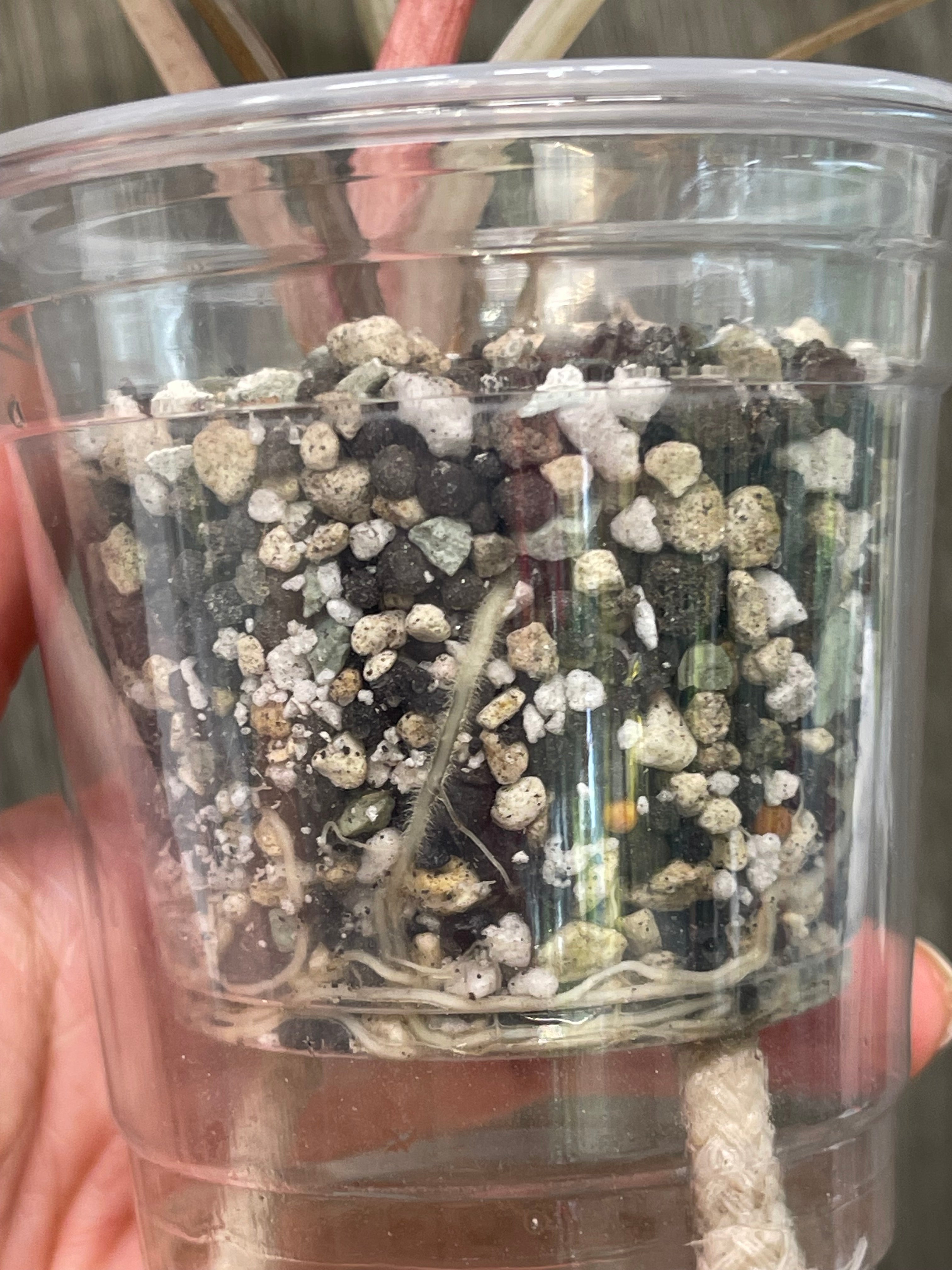 Alocasia Chantrieri Pink B