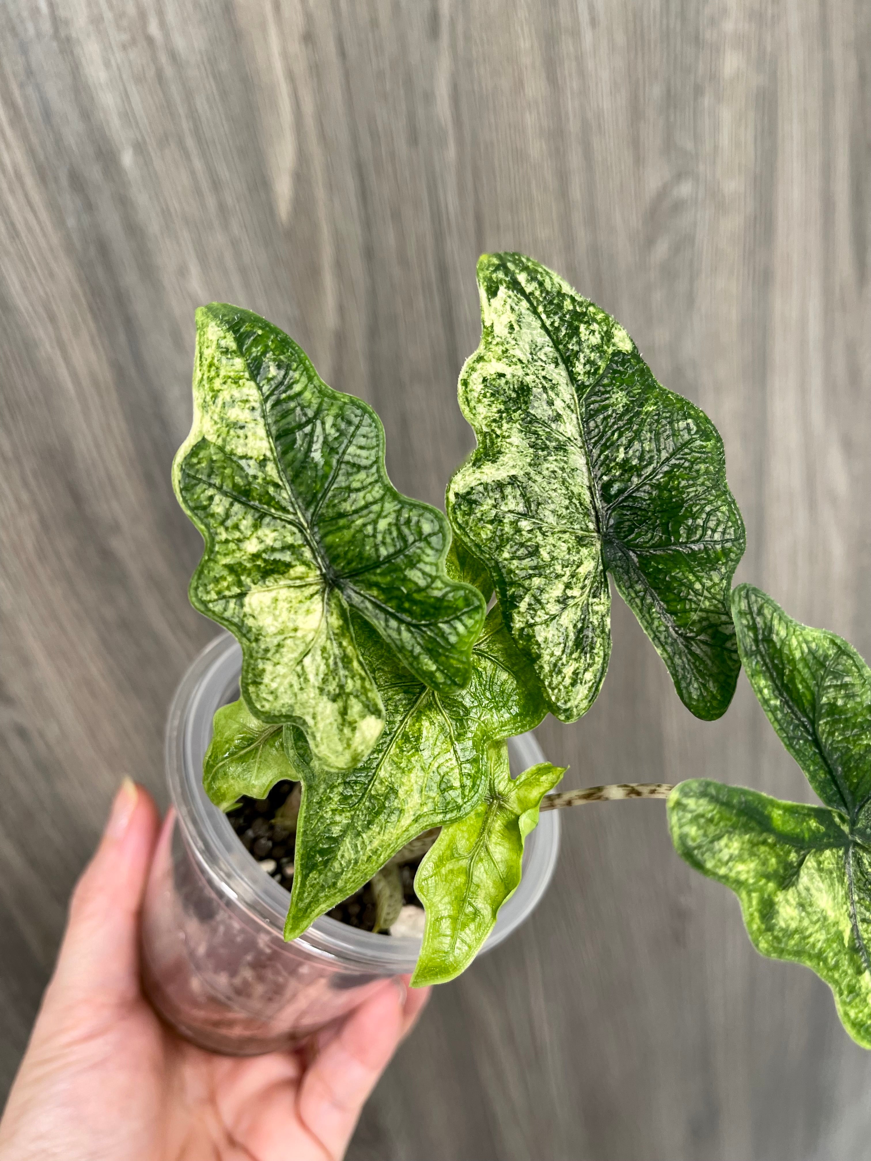 Alocasia Jacklyn Mystic