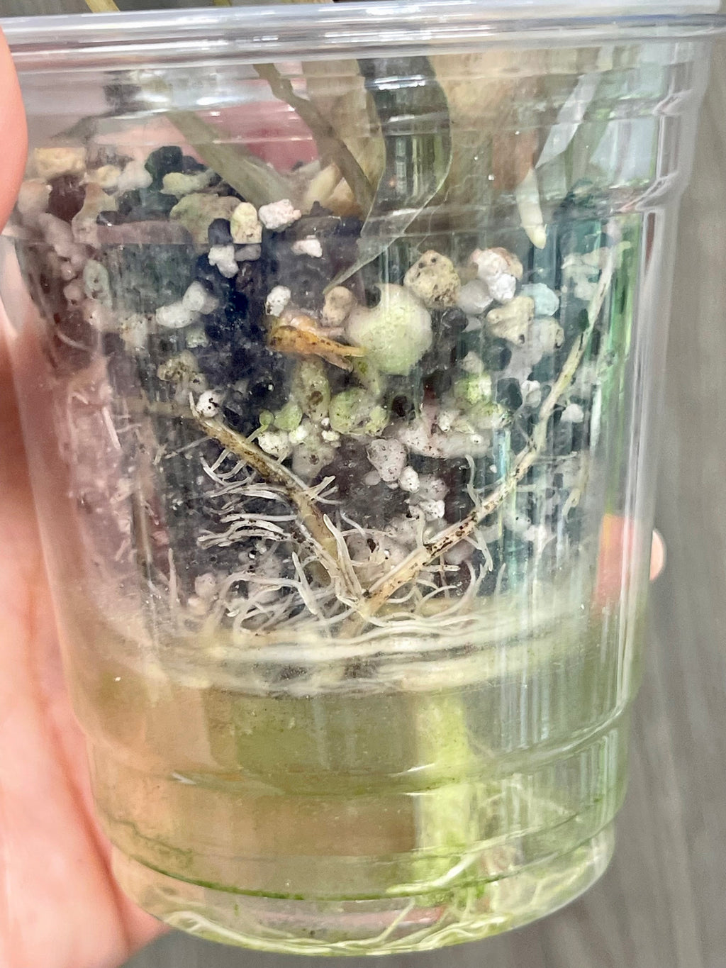 Alocasia Bambino Yellow Indo A