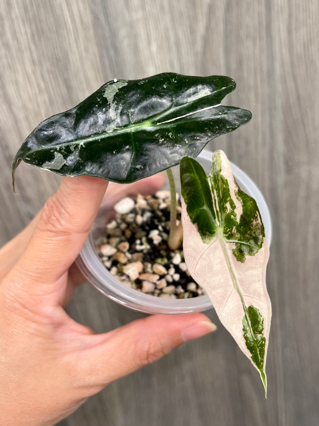 Alocasia Sanderiana Bull Pink