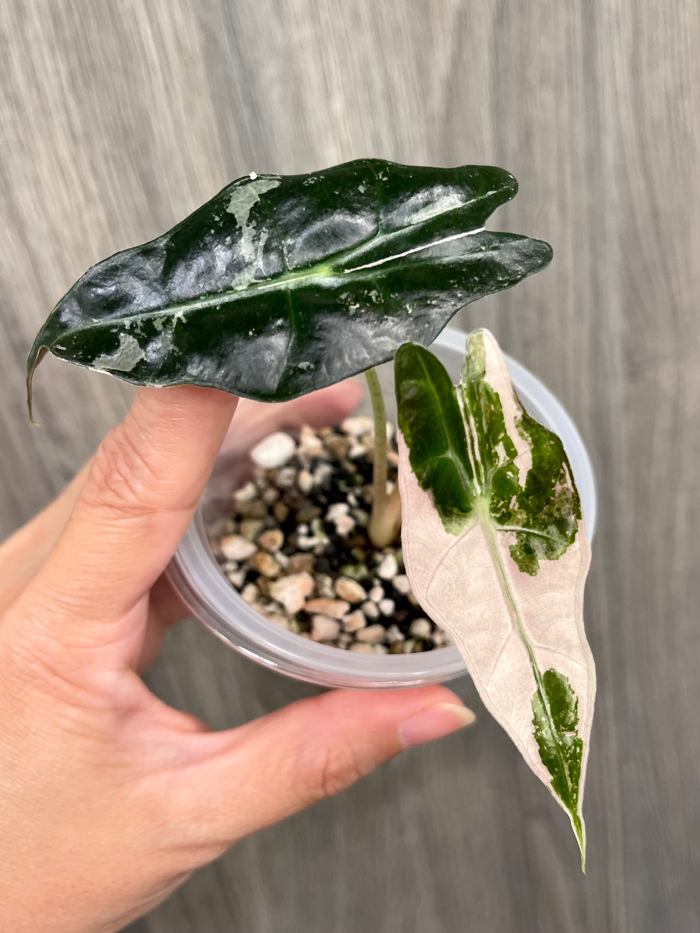 Alocasia Sanderiana Bull Pink