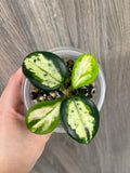 Hoya Madara Green Edge