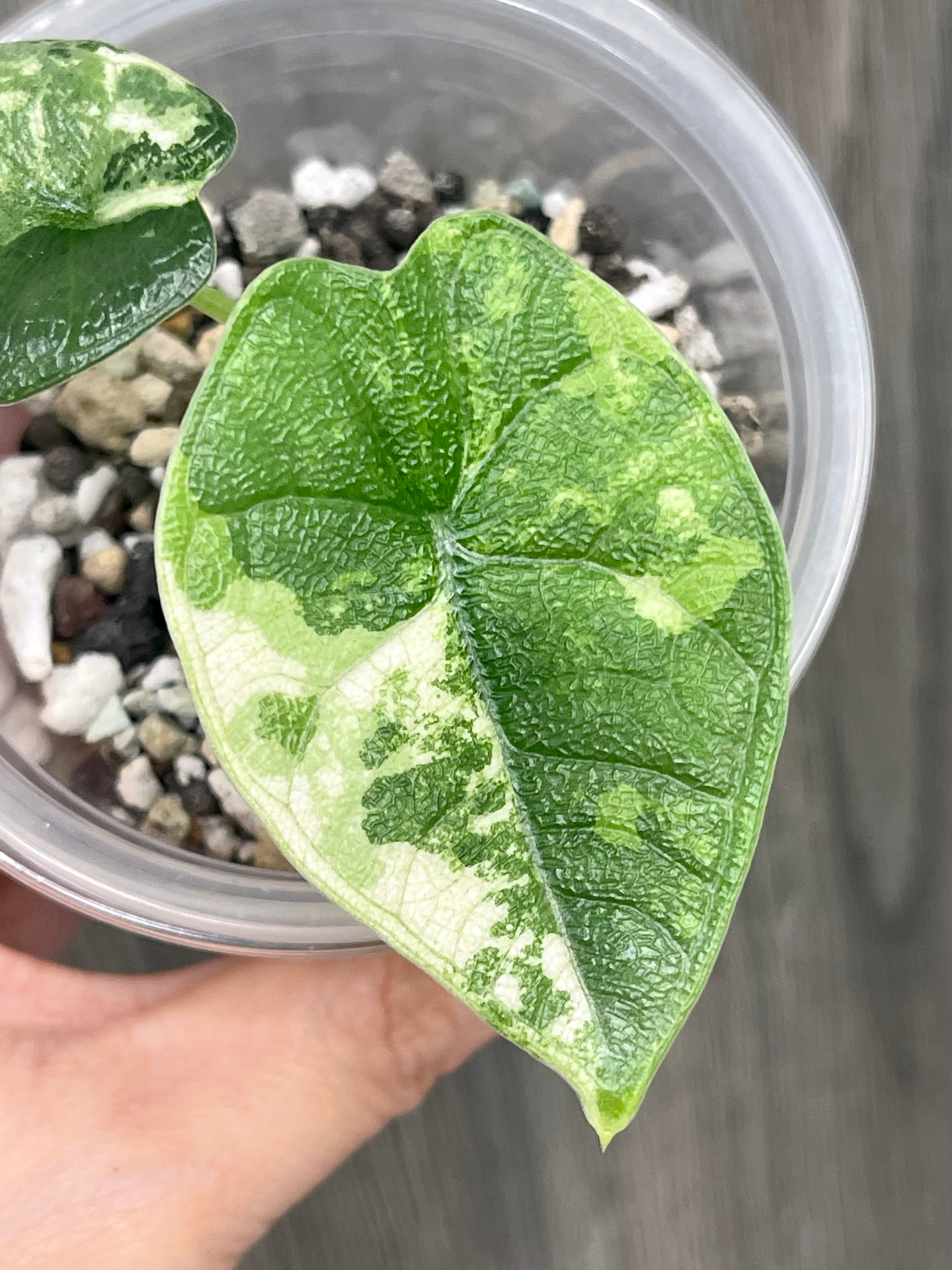 Alocasia Melo Albo Mint