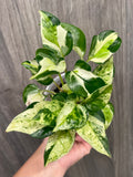 Pothos Japanese Global B