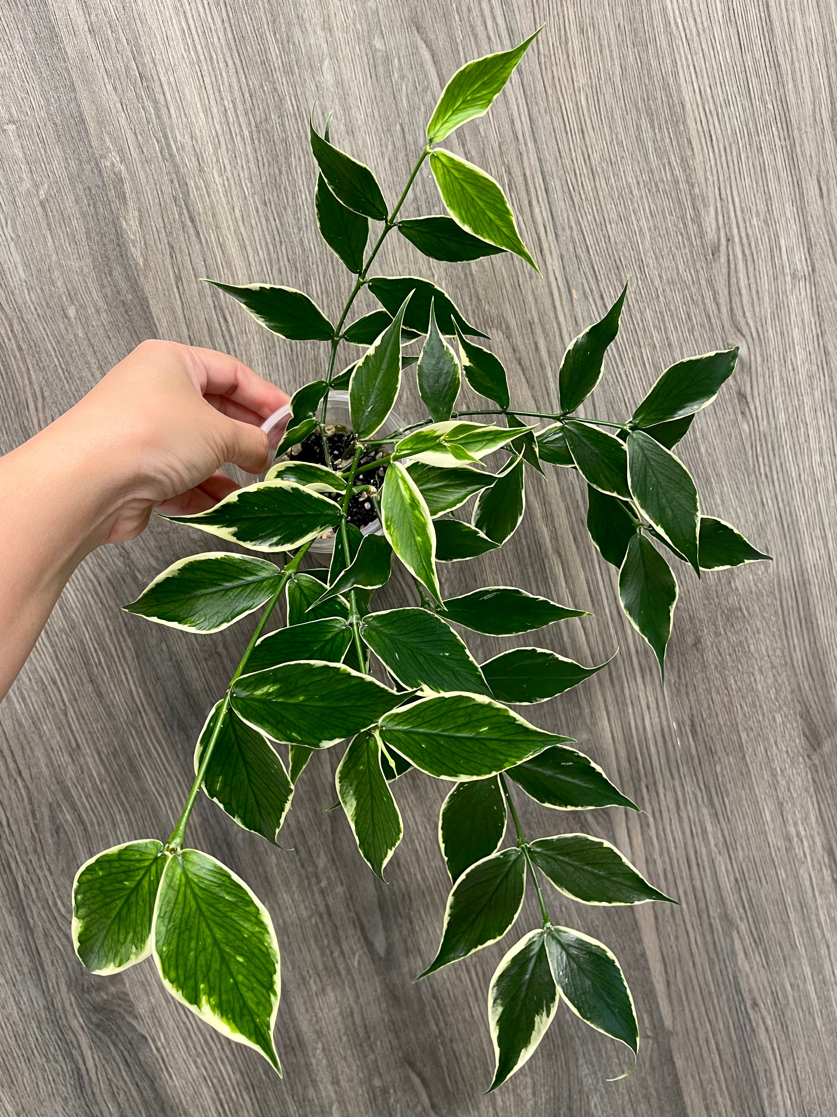 Hoya Polyneura Outer Variegated