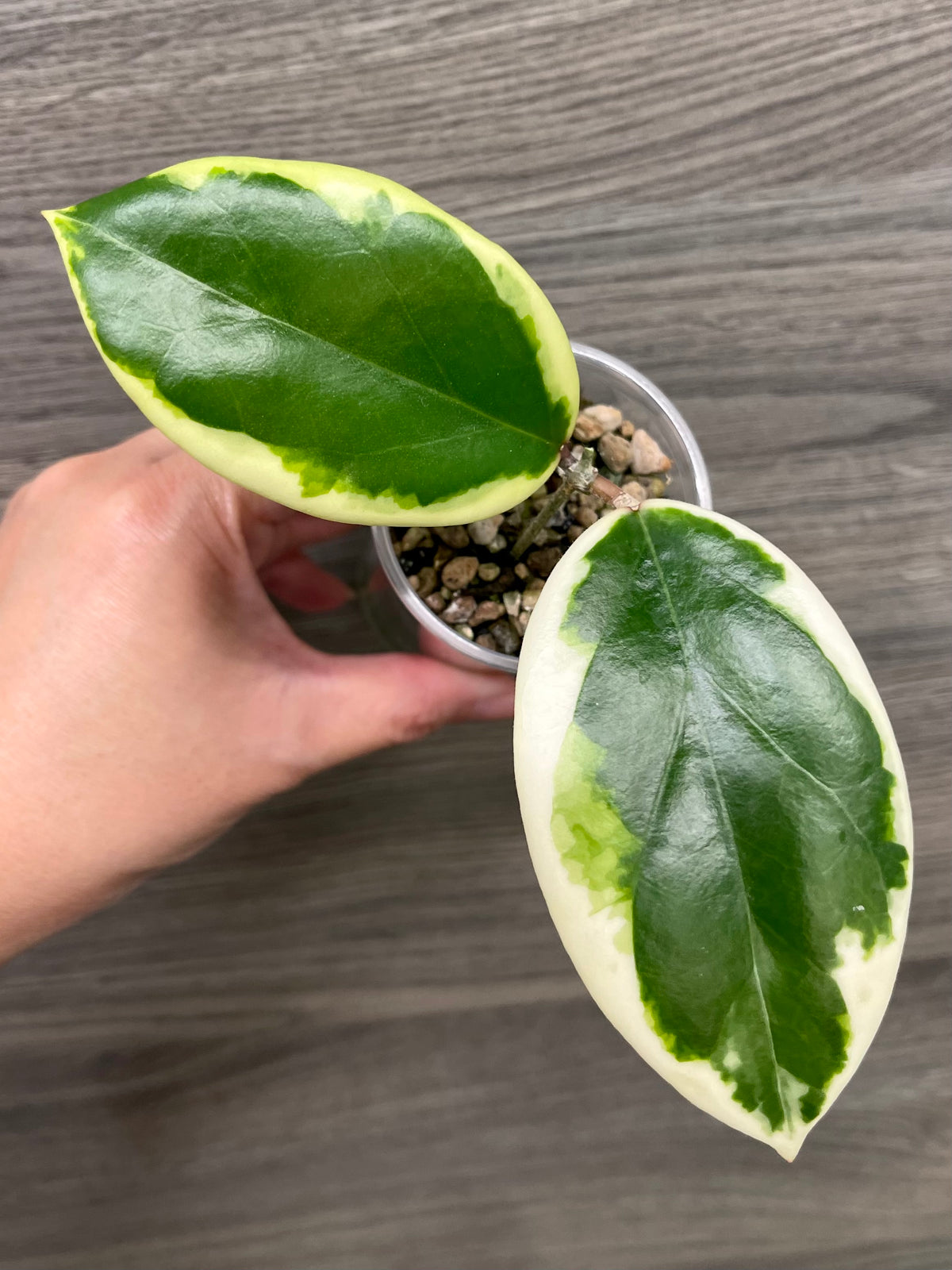 Hoya Ilagiorum Albo