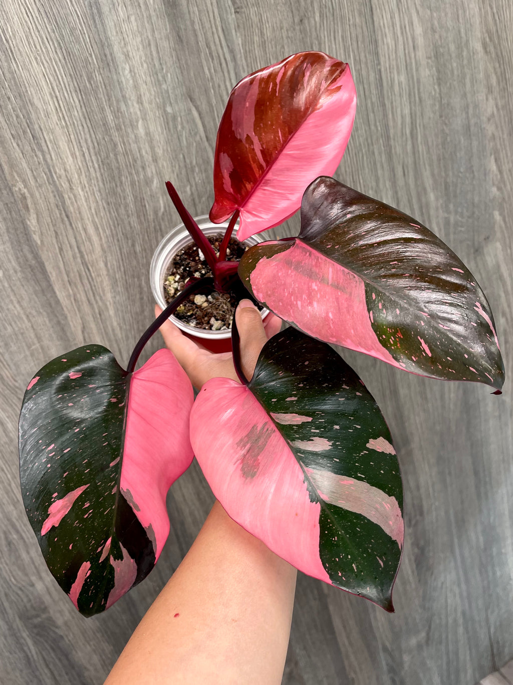 Philo Pink Princess Marble Indo A