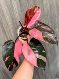 Philo Pink Princess Marble Indo A