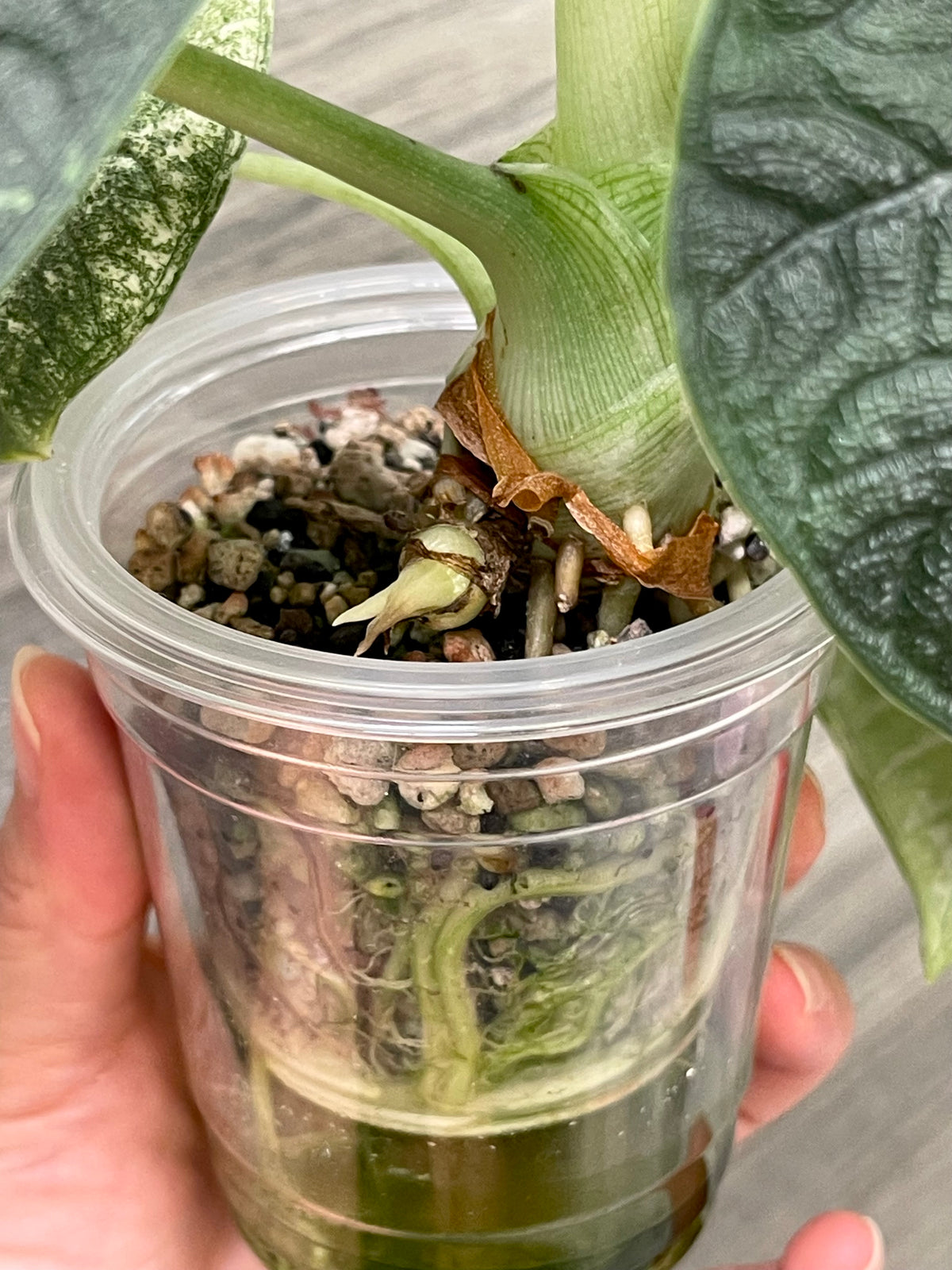 Alocasia Melo Mint B