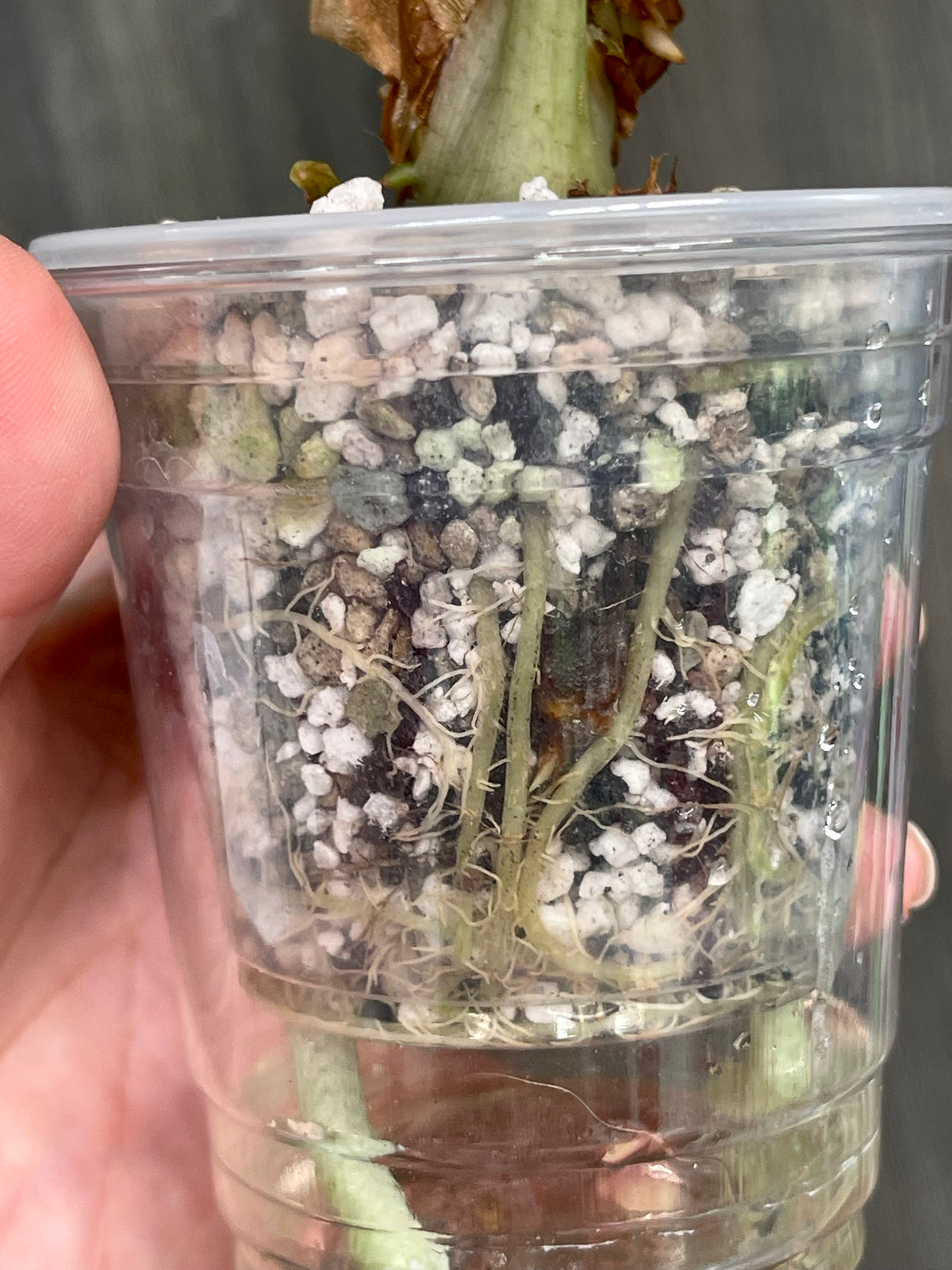 Alocasia Venom B