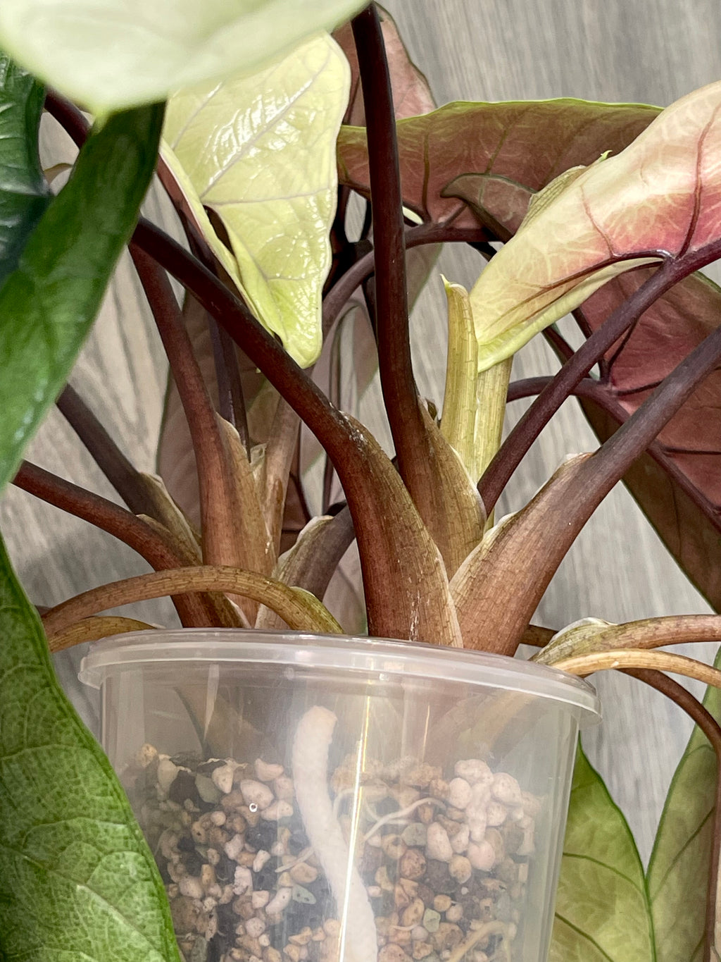 Alocasia Scalprum Mint
