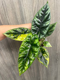 Alocasia Sinuata Aurea B