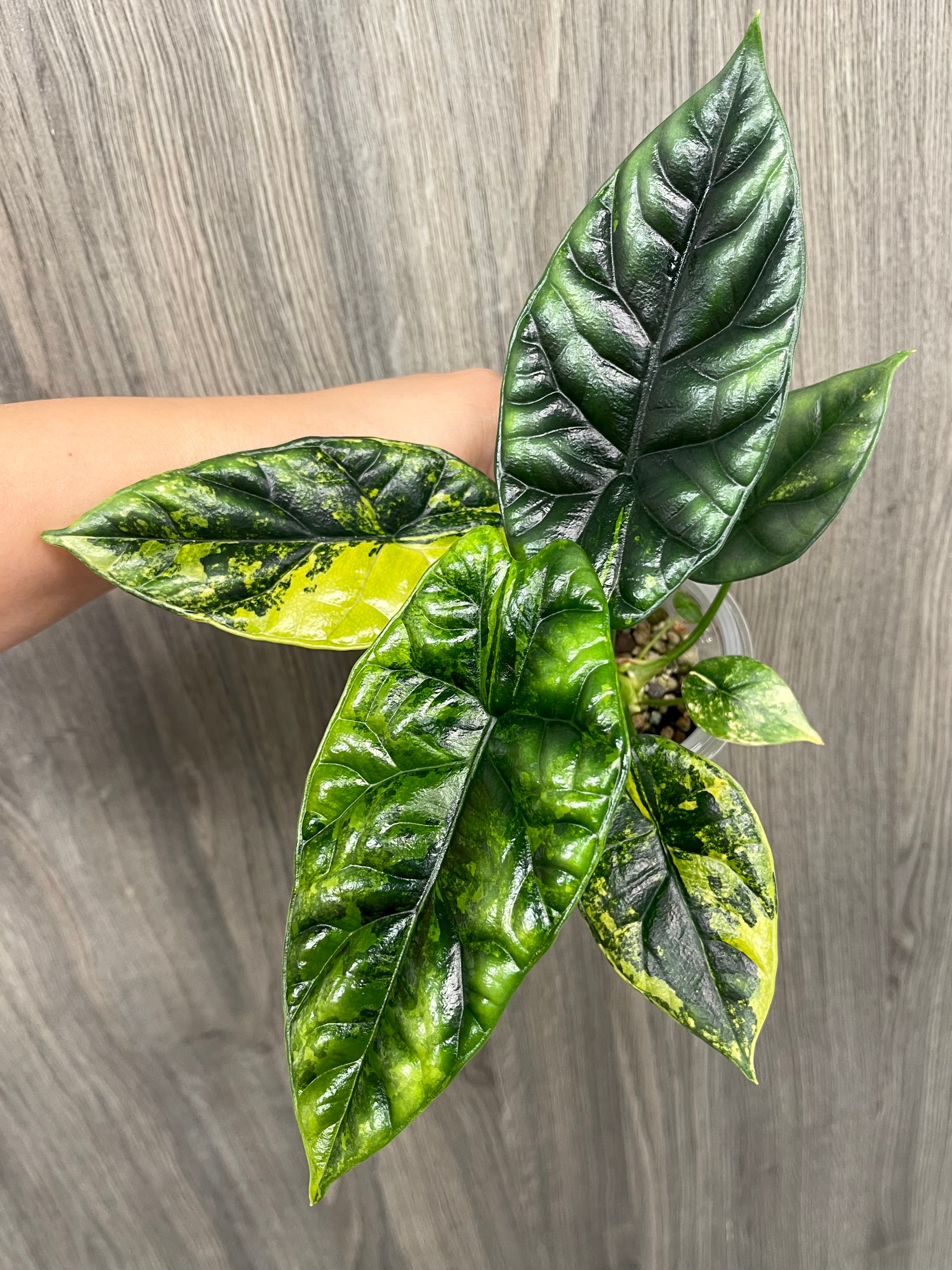 Alocasia Sinuata Aurea B