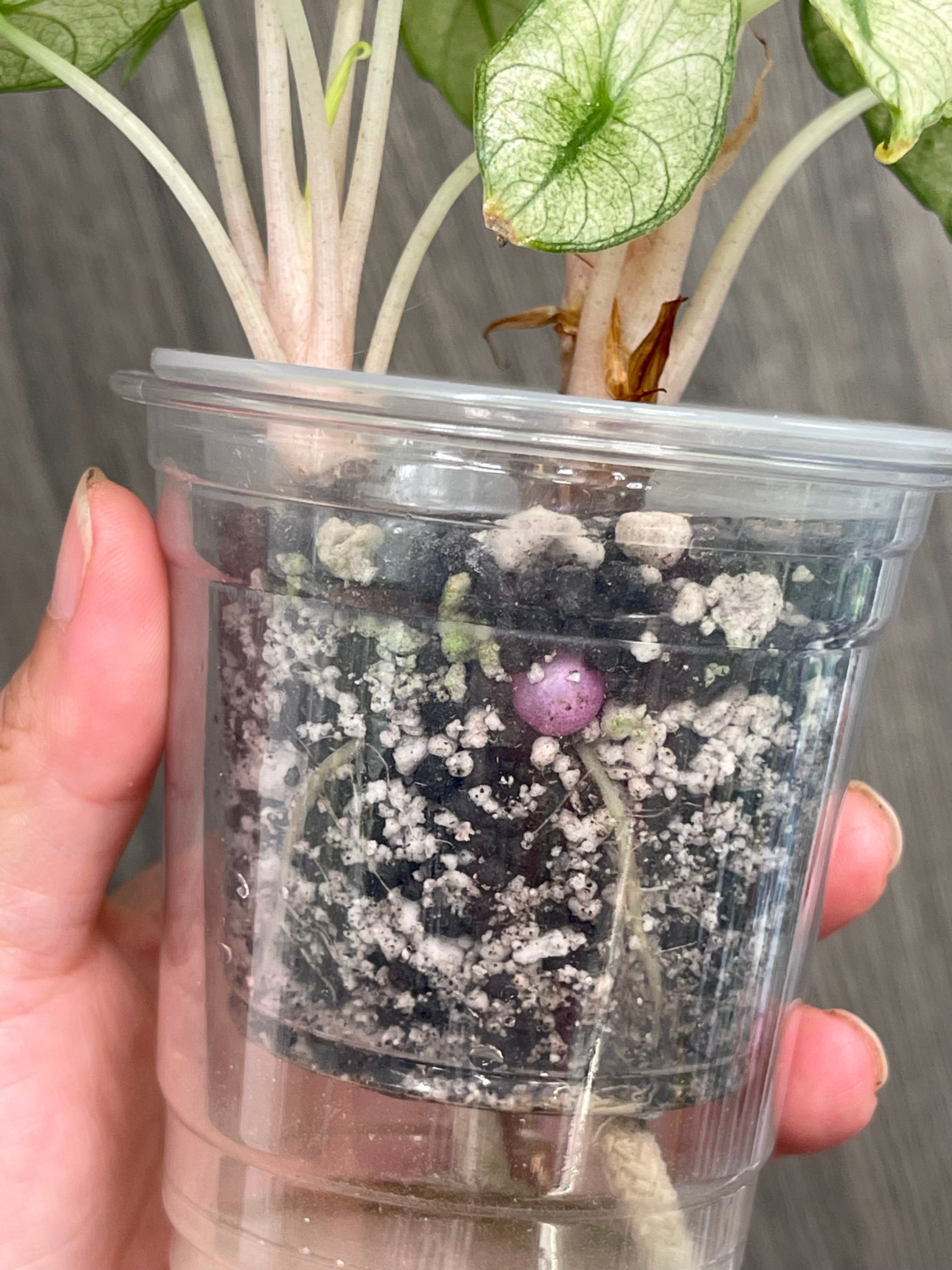 Alocasia Pink Dragon Mint