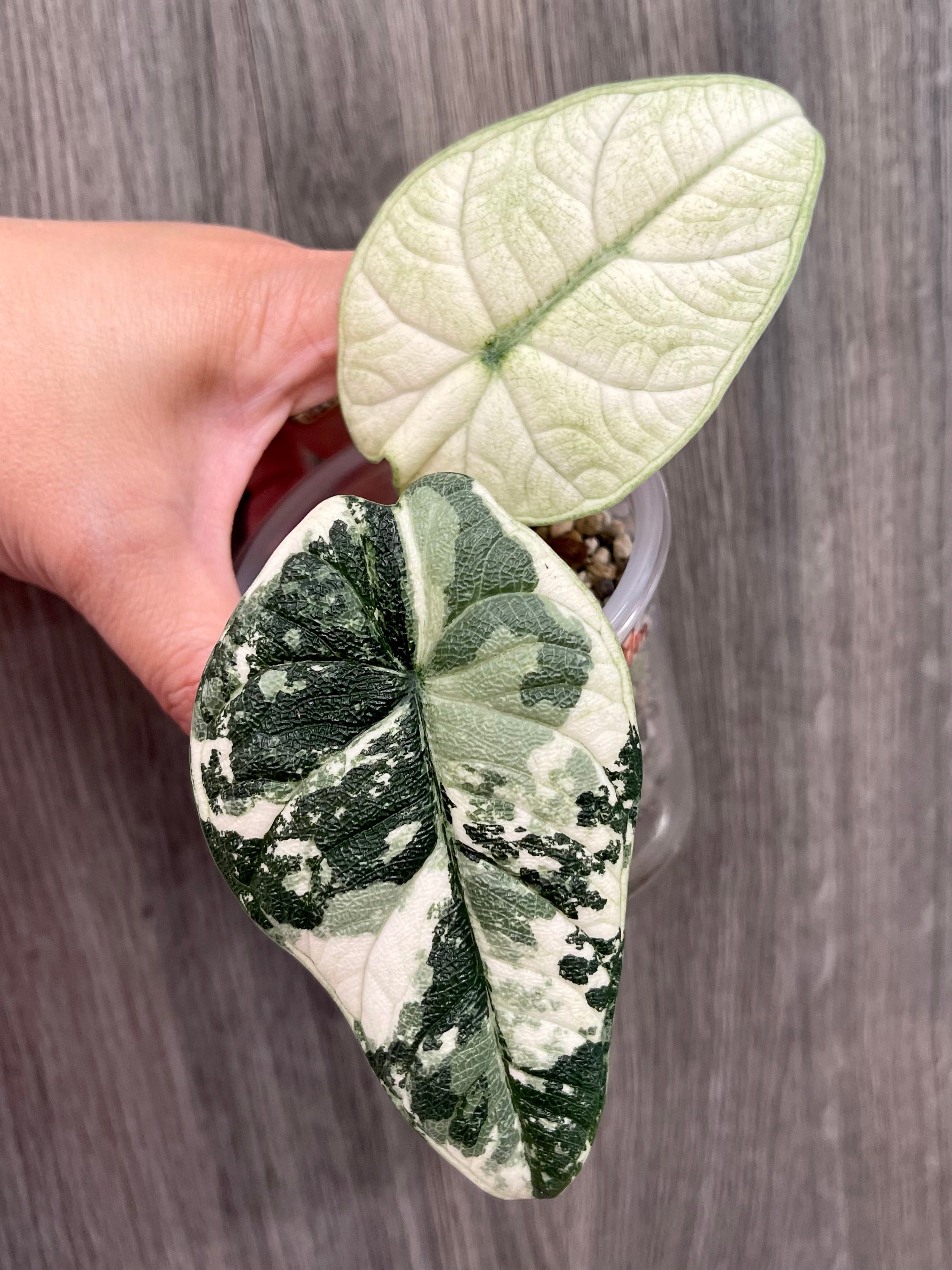 Alocasia Melo Mint A