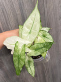 Alocasia Pink Dragon Mint