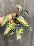 Alocasia Bambino Yellow Indo B
