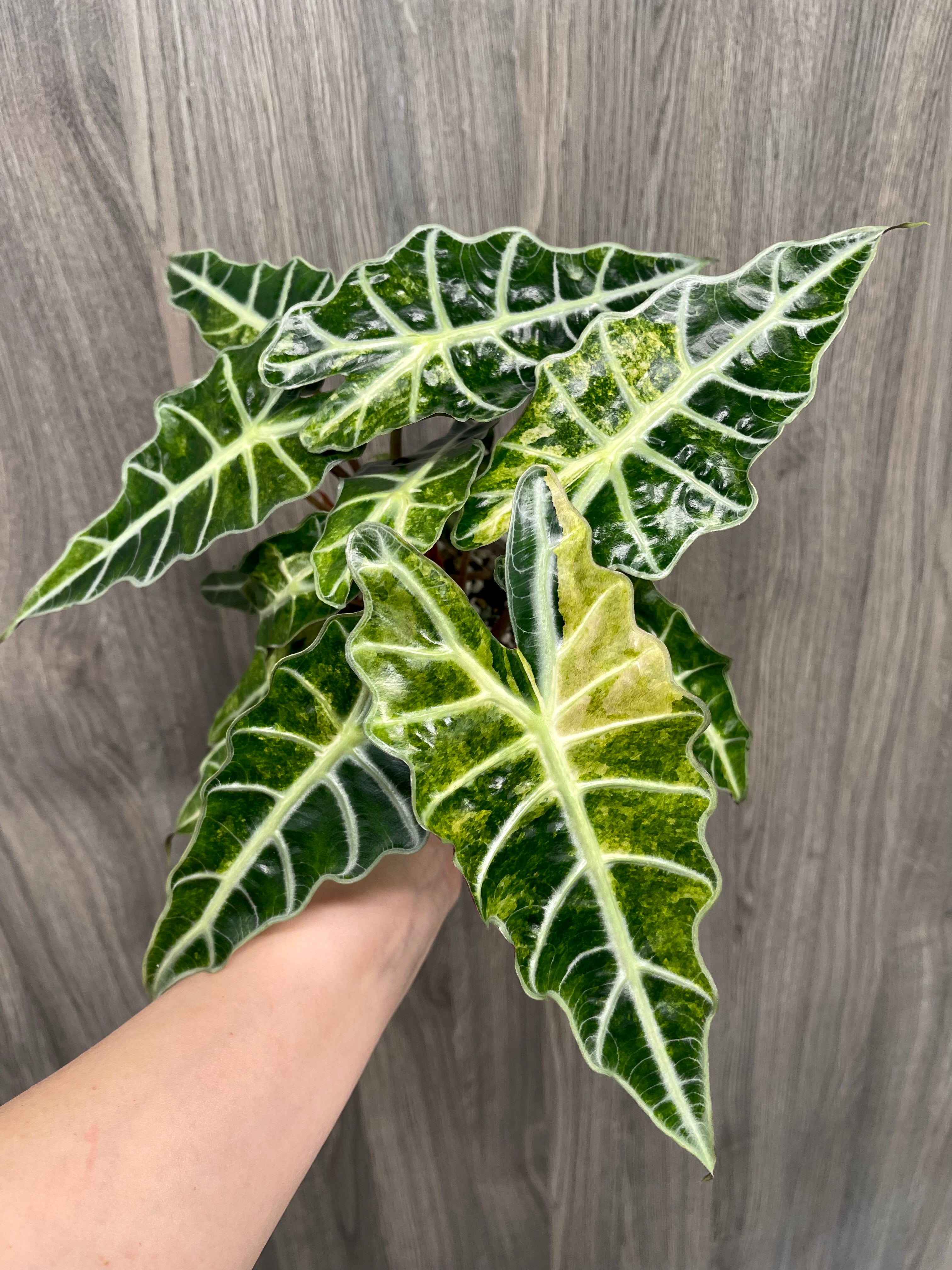 Alocasia Polly Aurea Splash