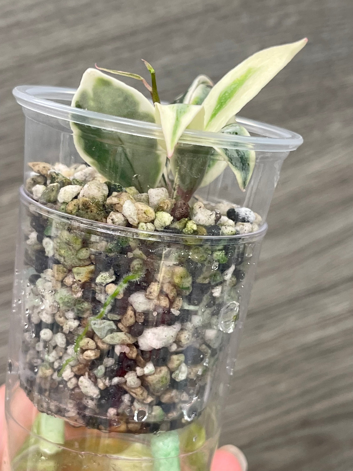 Hoya Lacunosa Lumina B