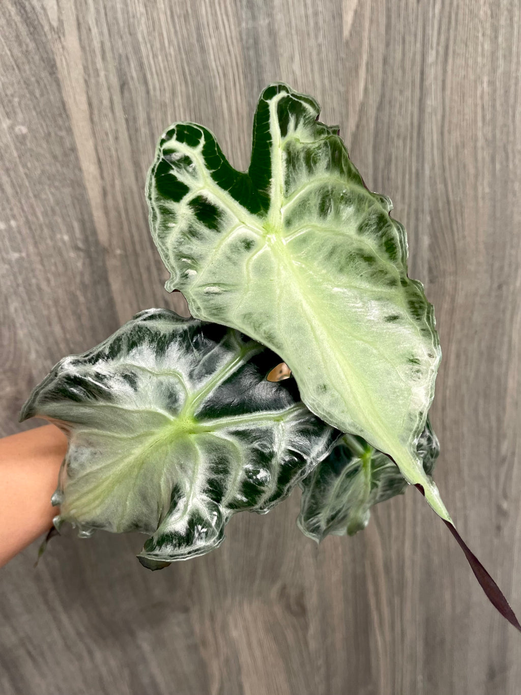 Alocasia Venom B