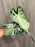 Alocasia Venom B