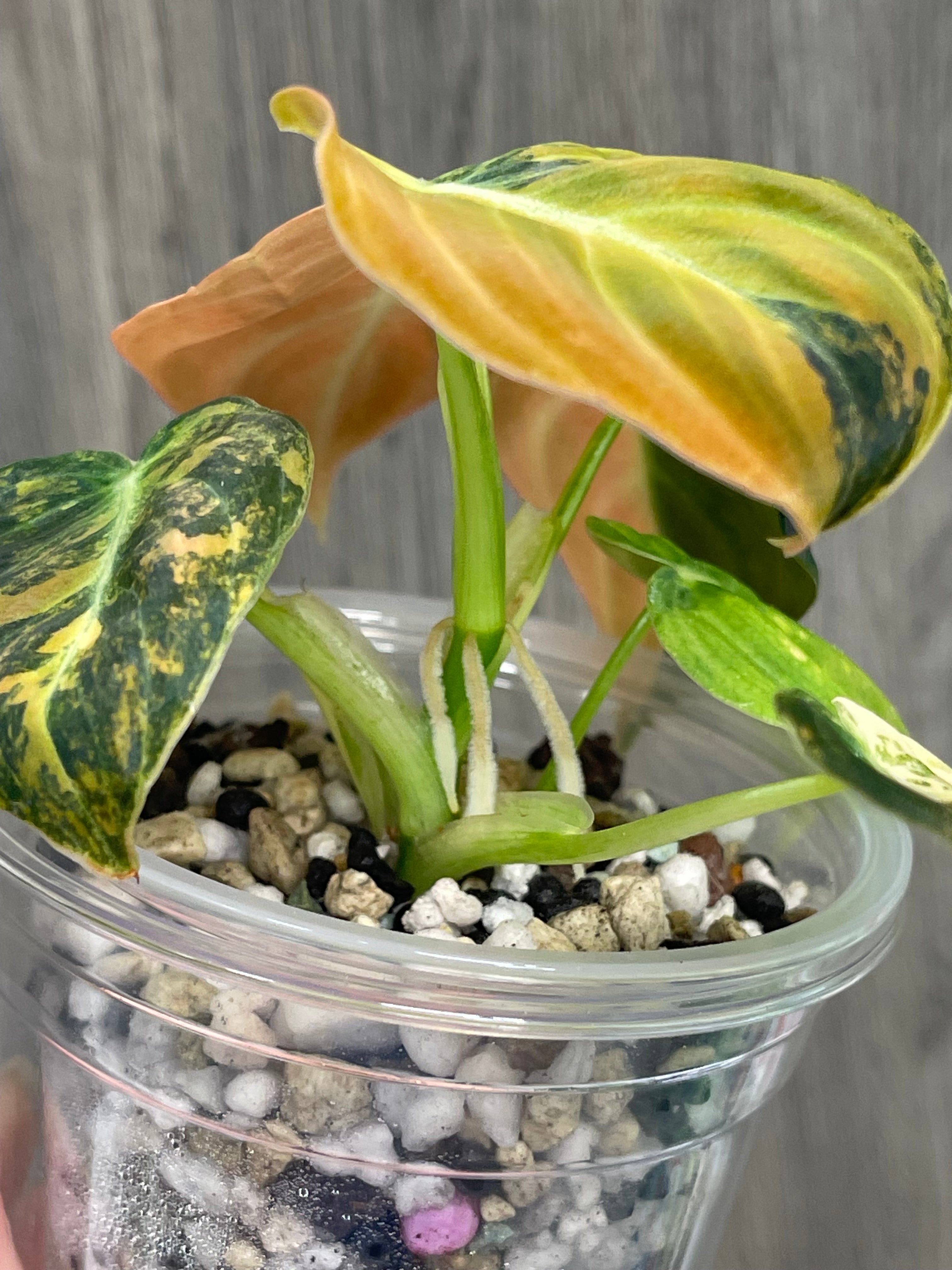 Philo Melano Orange Bonfire B