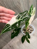 Alocasia Sanderiana Bull Pink B