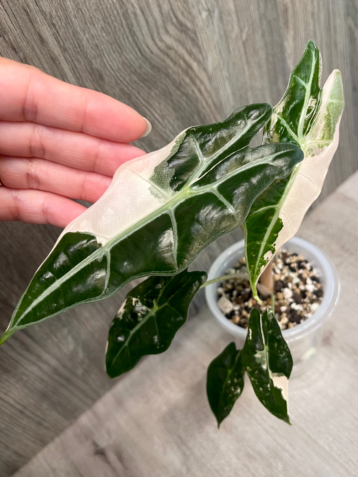 Alocasia Sanderiana Bull Pink B