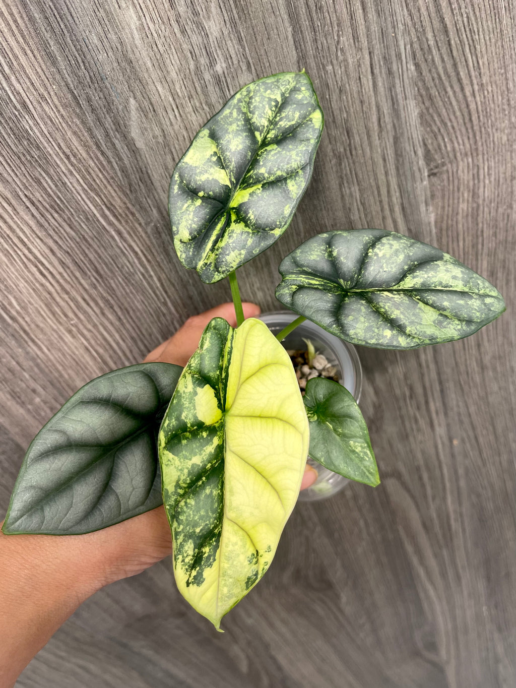 Alocasia Silver Dragon Variegated