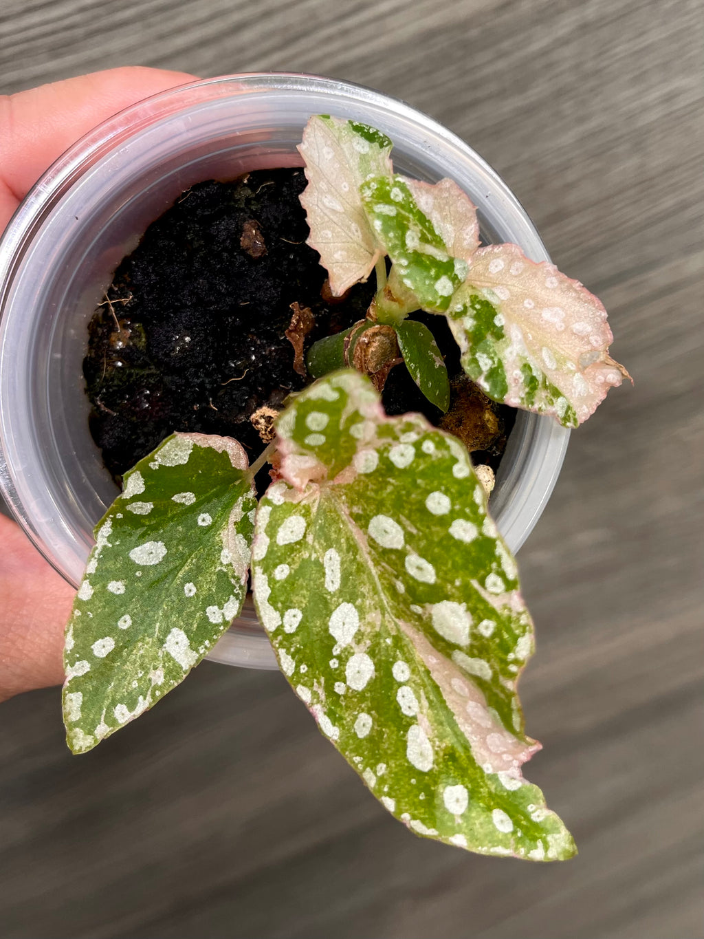Begonia Maculata Pink B