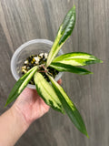 Hoya Rigidifolia Variegated
