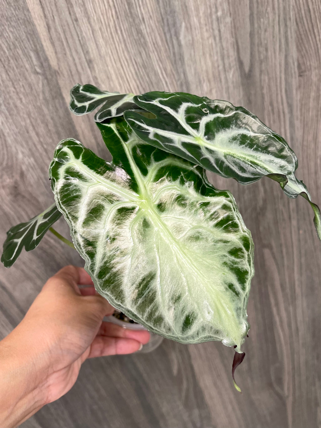 Alocasia Venom C
