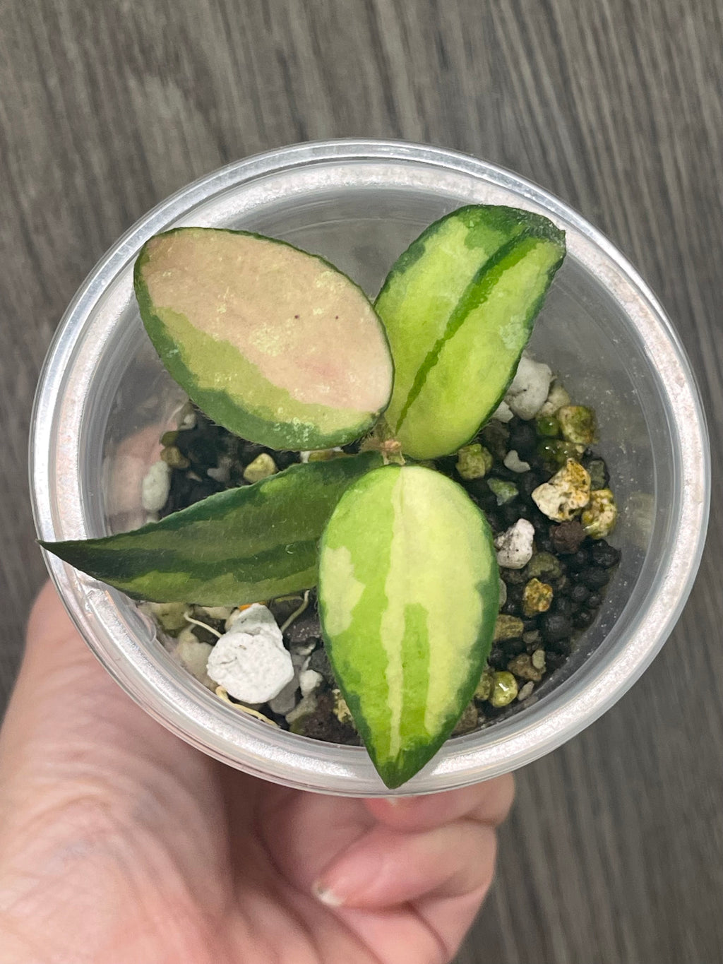Hoya Caudata Variegated A