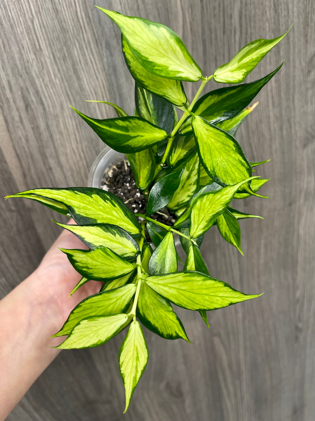 Hoya Polyneura Inner Variegated