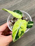 Alocasia Ninja Mint