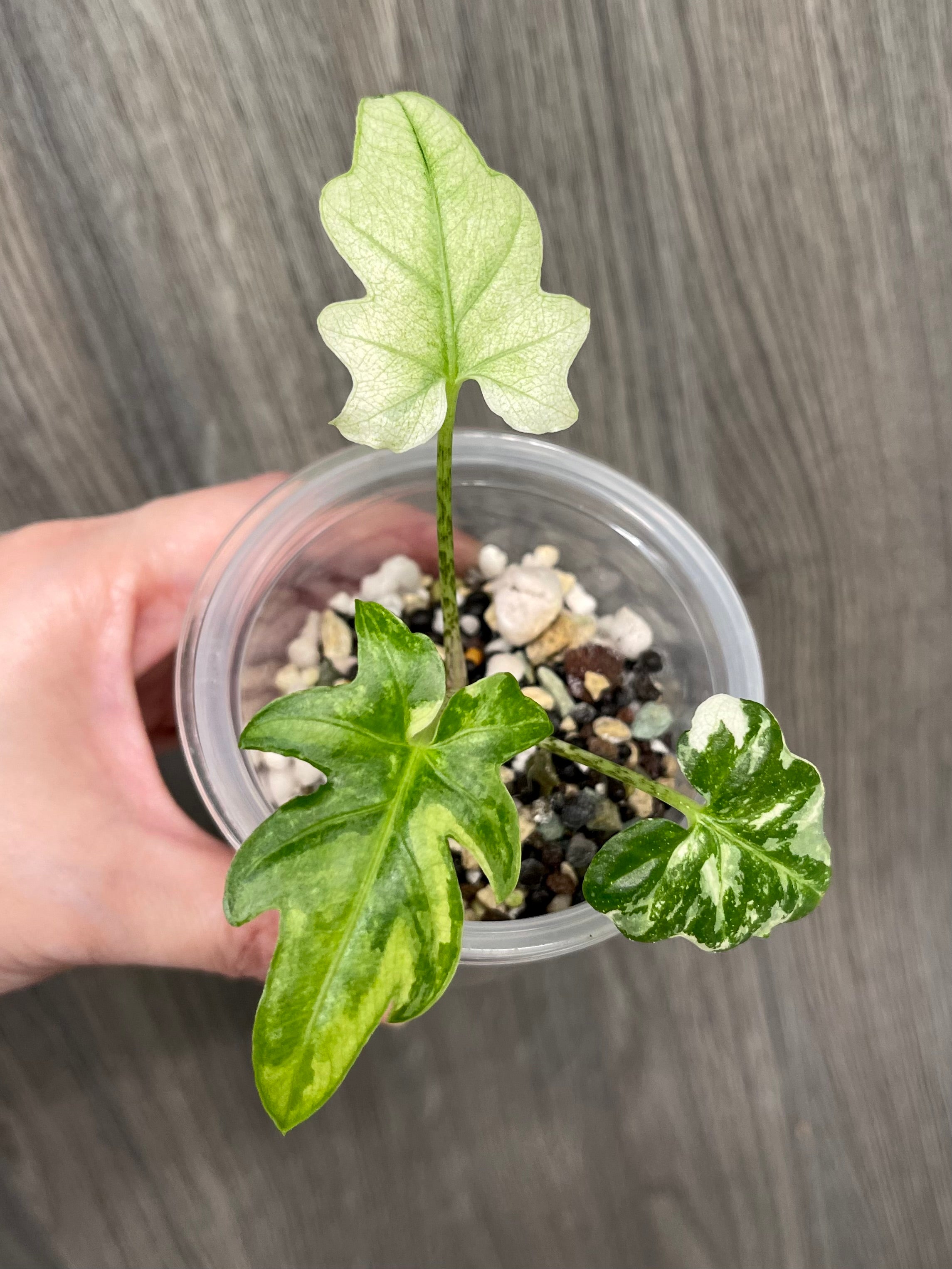 Alocasia Brancifolia Albo