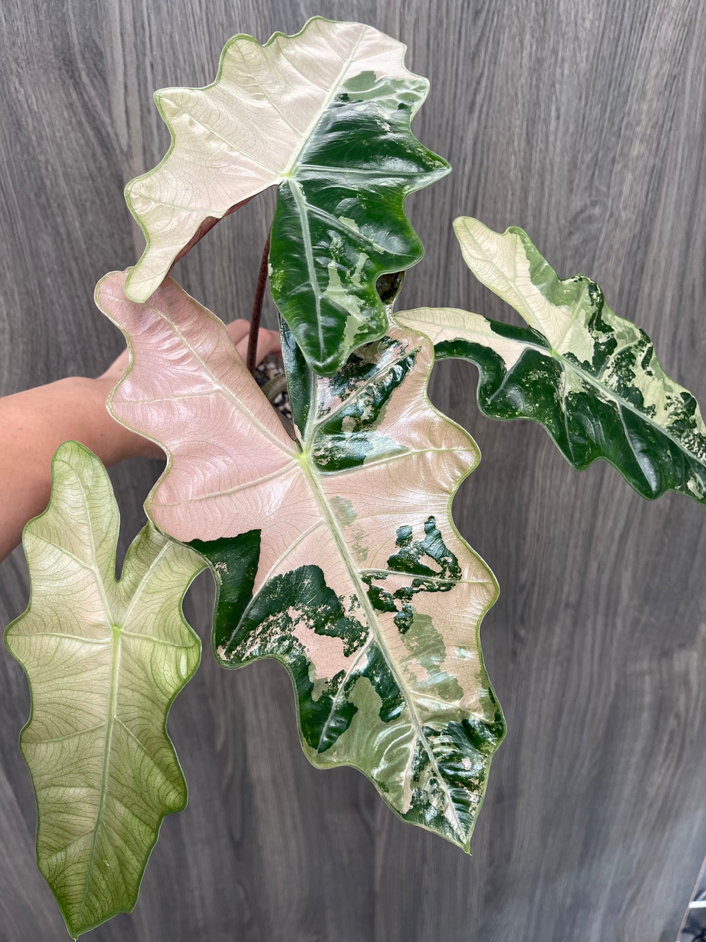 Alocasia Pseudo Pink