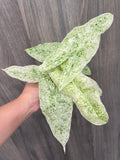 Alocasia Longiloba Mint Marble B