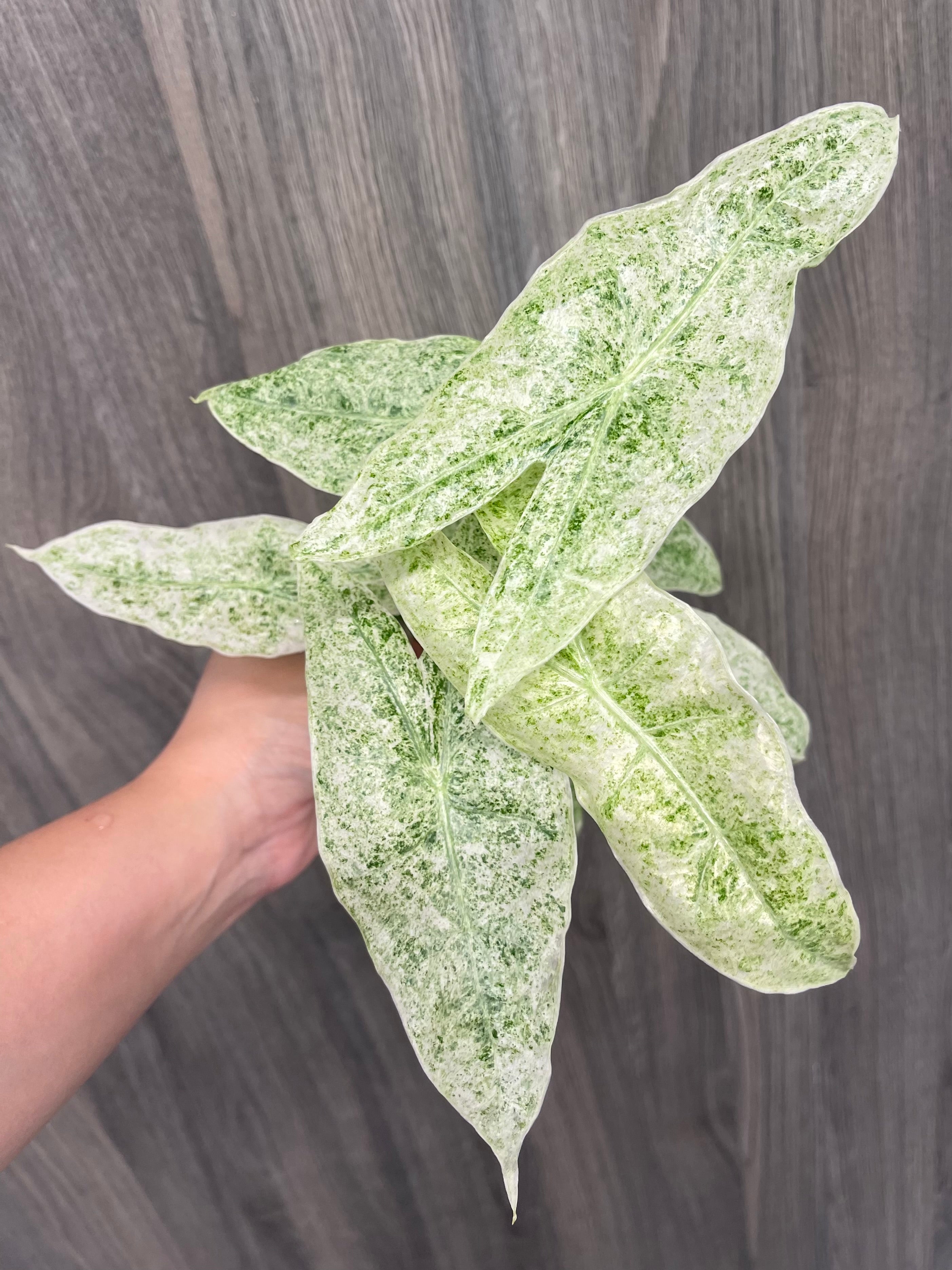 Alocasia Longiloba Mint Marble B